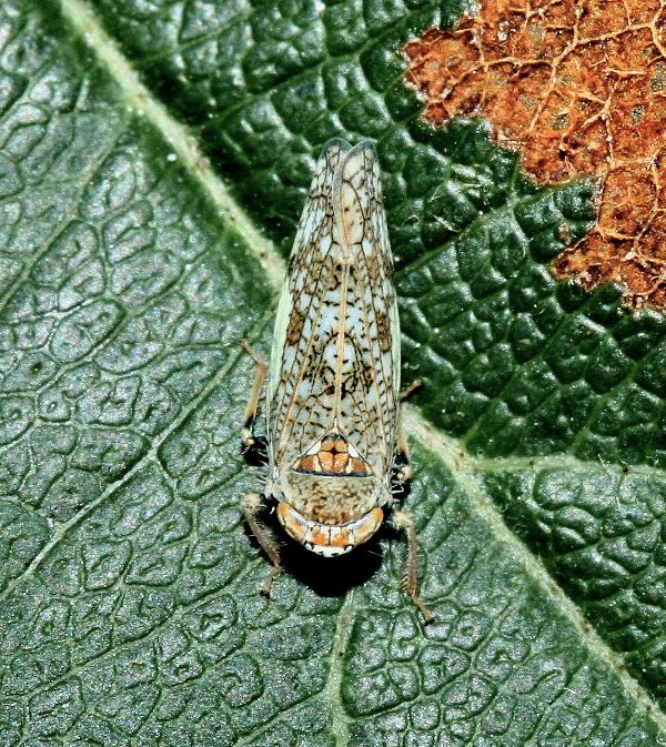 Cicalina su melo - Orientus ishidae